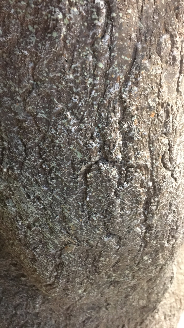 Faux Tree Texture